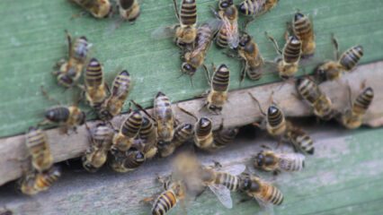 Bienen: flauschig, süß und unverzichtbar