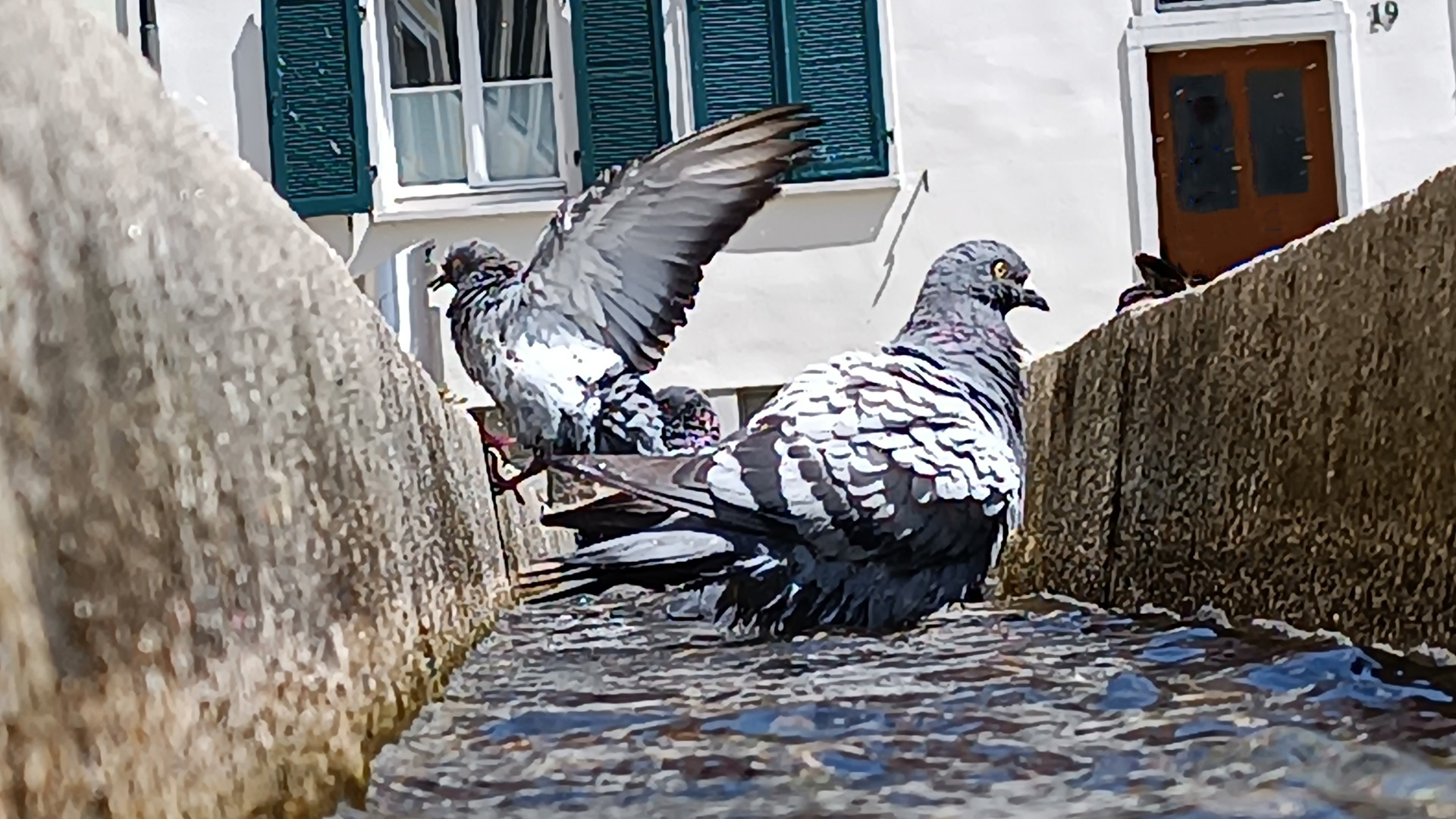  Beitragsbild Vom Friedensbringer zur Luftratte